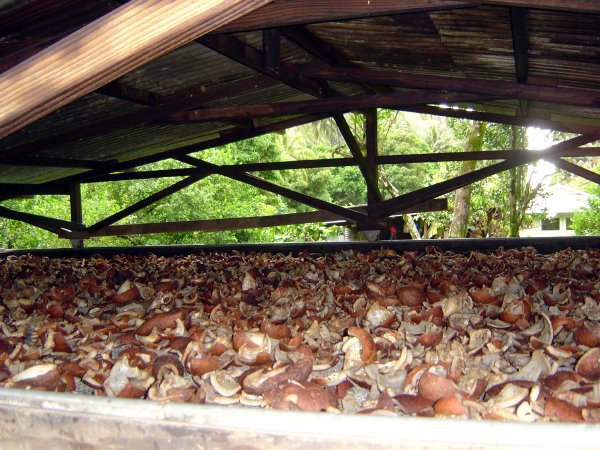 Copra houses dry the coconut meat